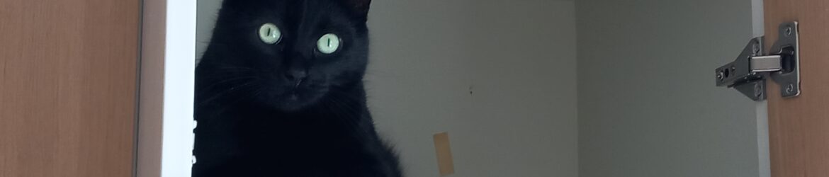 Katt i skåpet