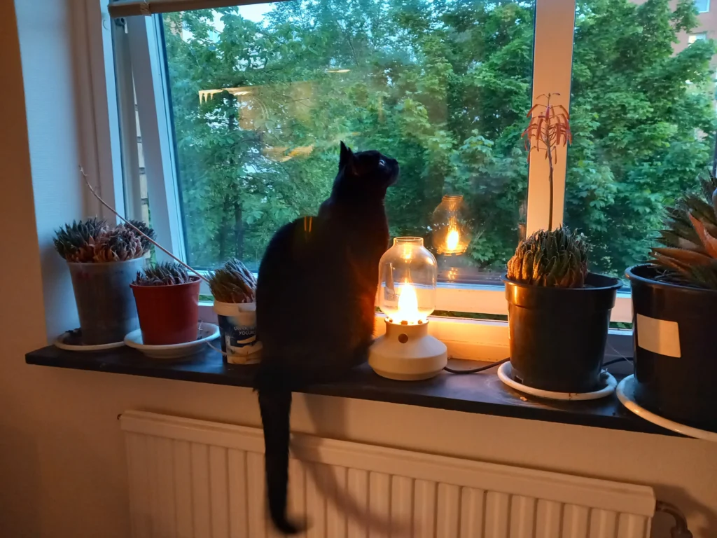 simba juni