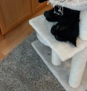 Simba varm