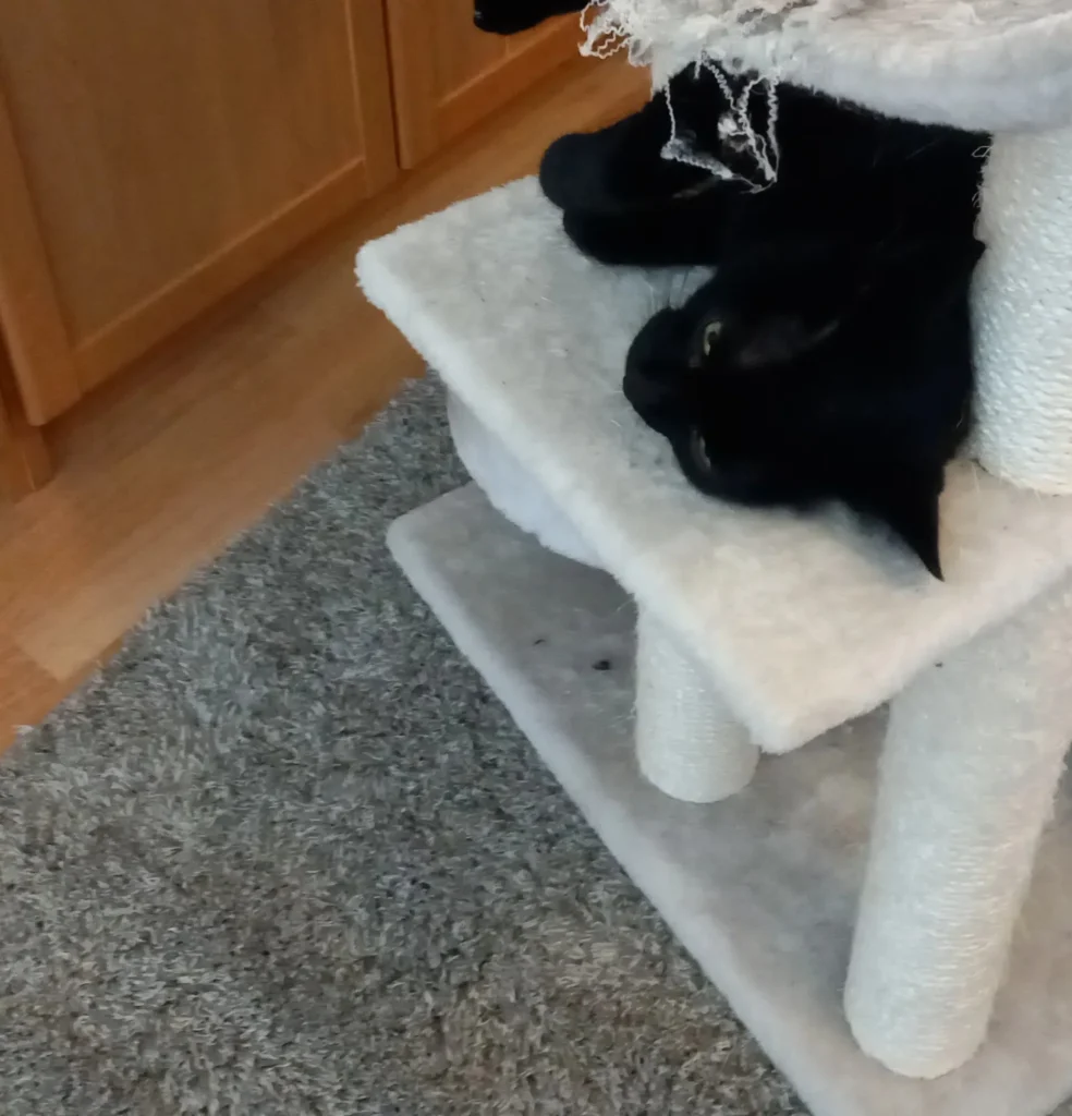 Simba varm